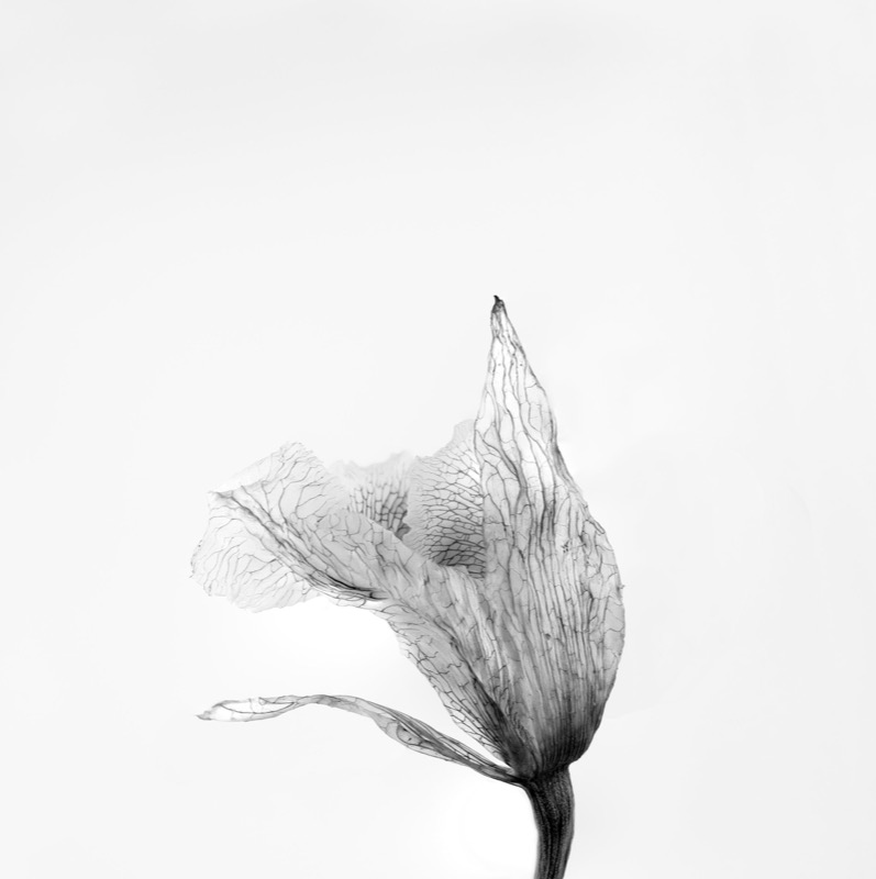 Ethera by Vicki Katthagen